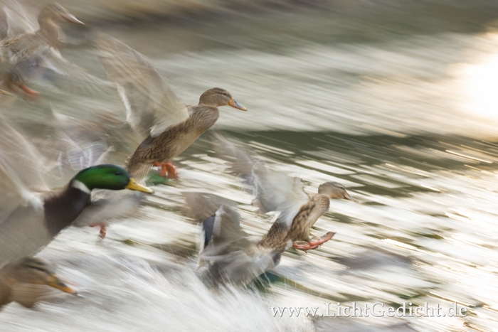 Enten kurz vorm Landen auf einem See