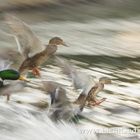 Enten kurz vorm Landen auf einem See