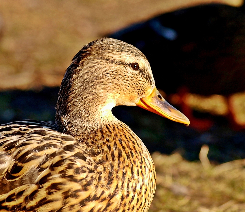 Enten-Lächeln