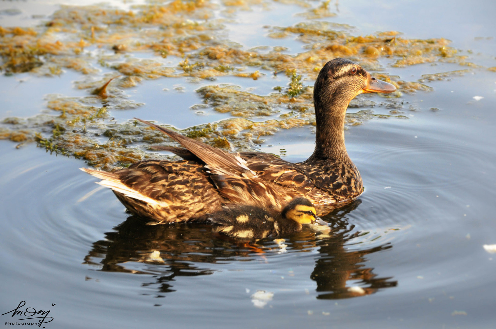 Enten-Mama