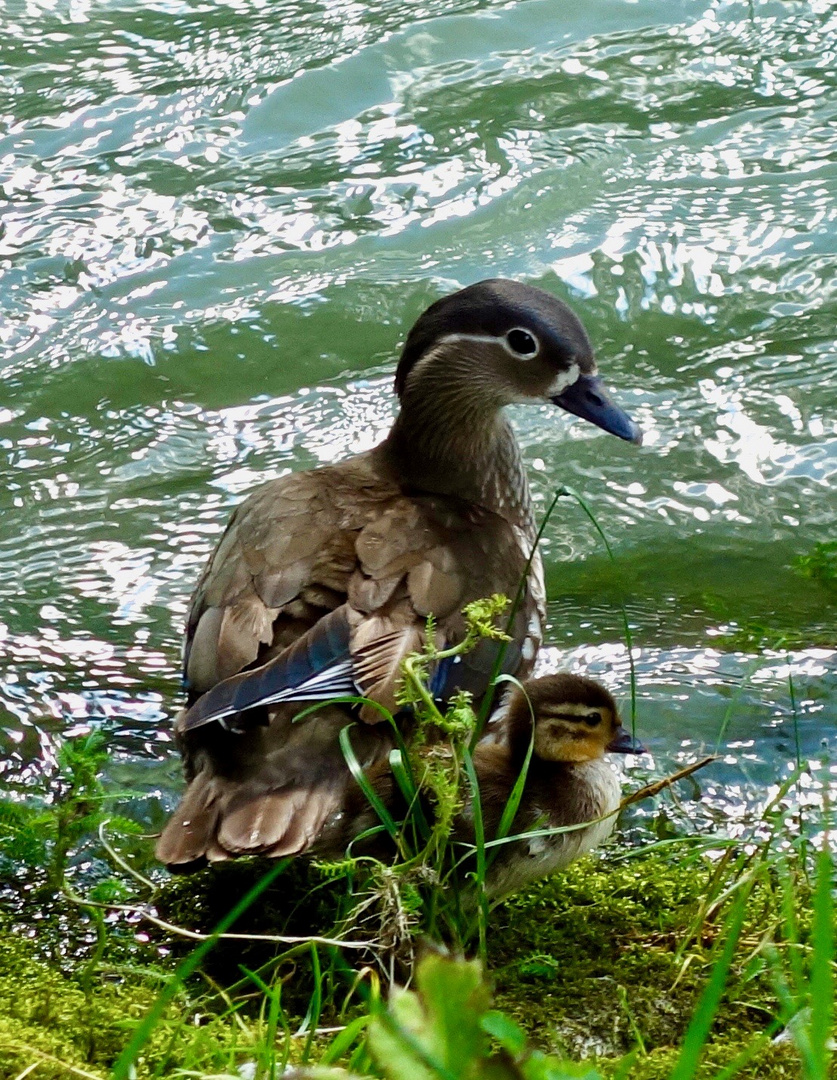 Enten - Mama + Baby