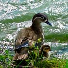 Enten - Mama + Baby