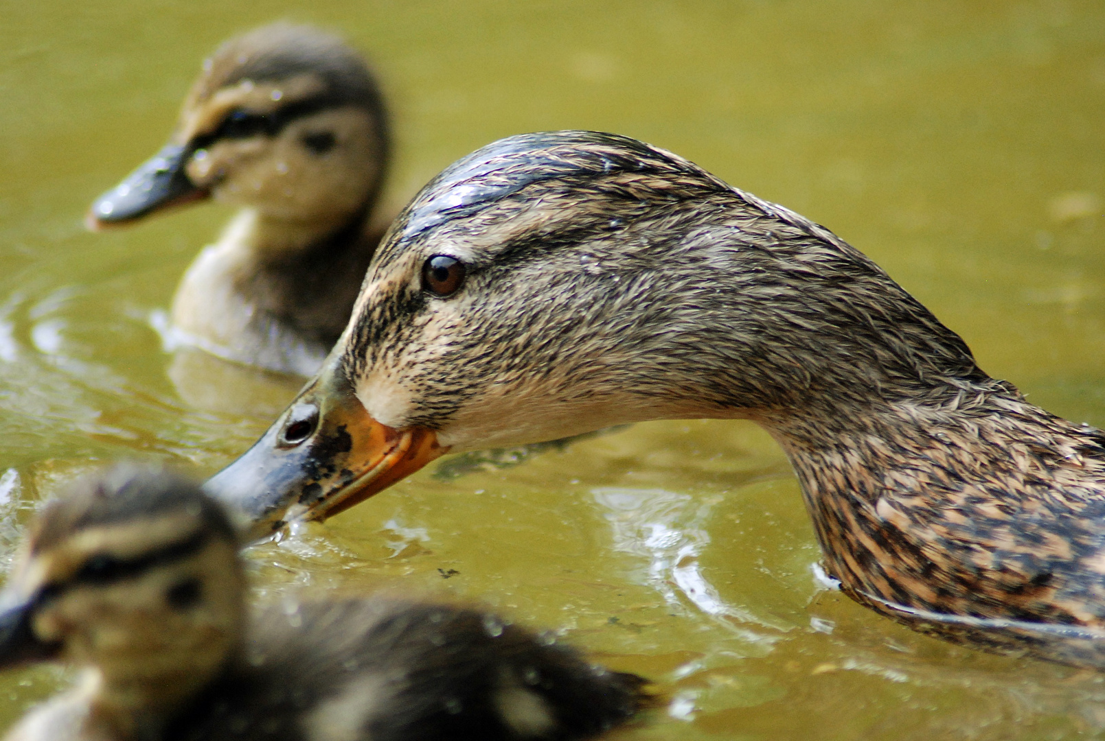 Enten Mama beim trinken