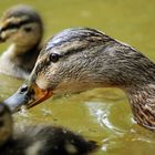 Enten Mama beim trinken