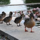 Enten Mama und die Jungen