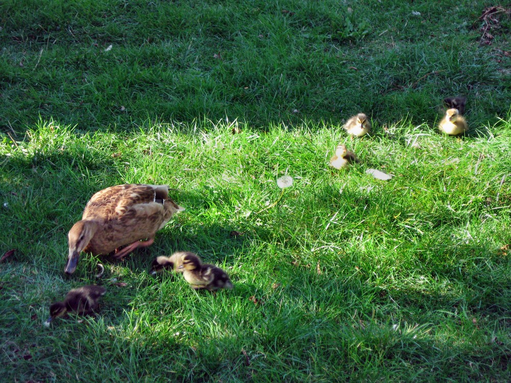 Enten mit Nachwuchs