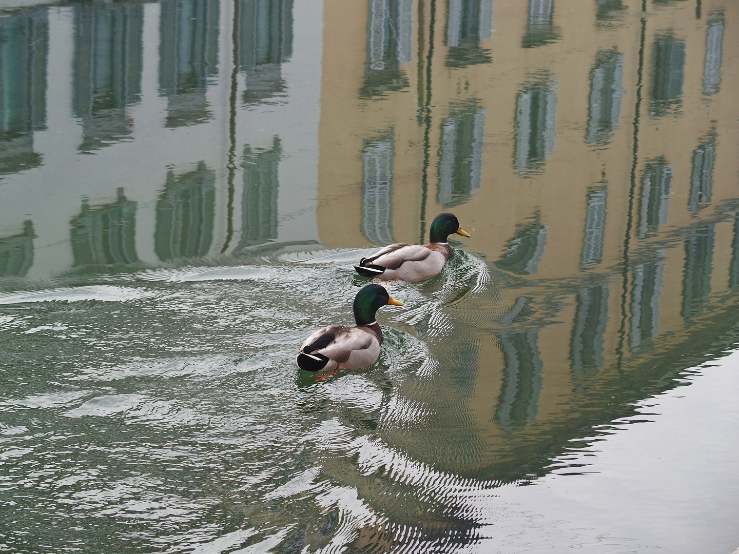 Enten mit Spiegelung