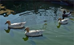 Enten mit Spiegelung