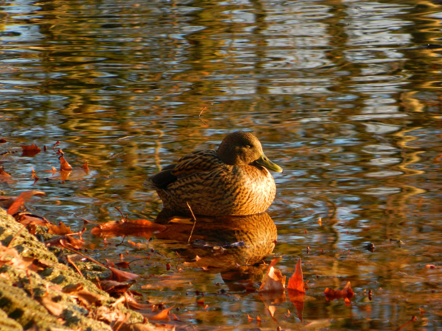 Enten Mittagsschlaf