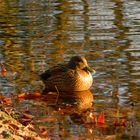 Enten Mittagsschlaf