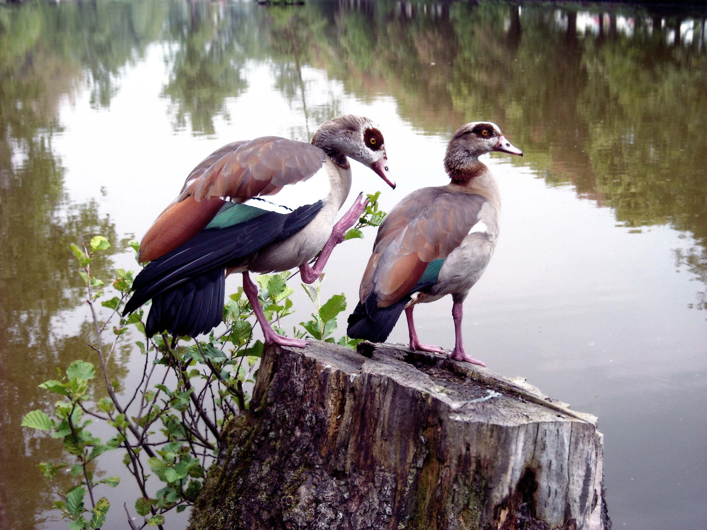 Enten-Mobbing