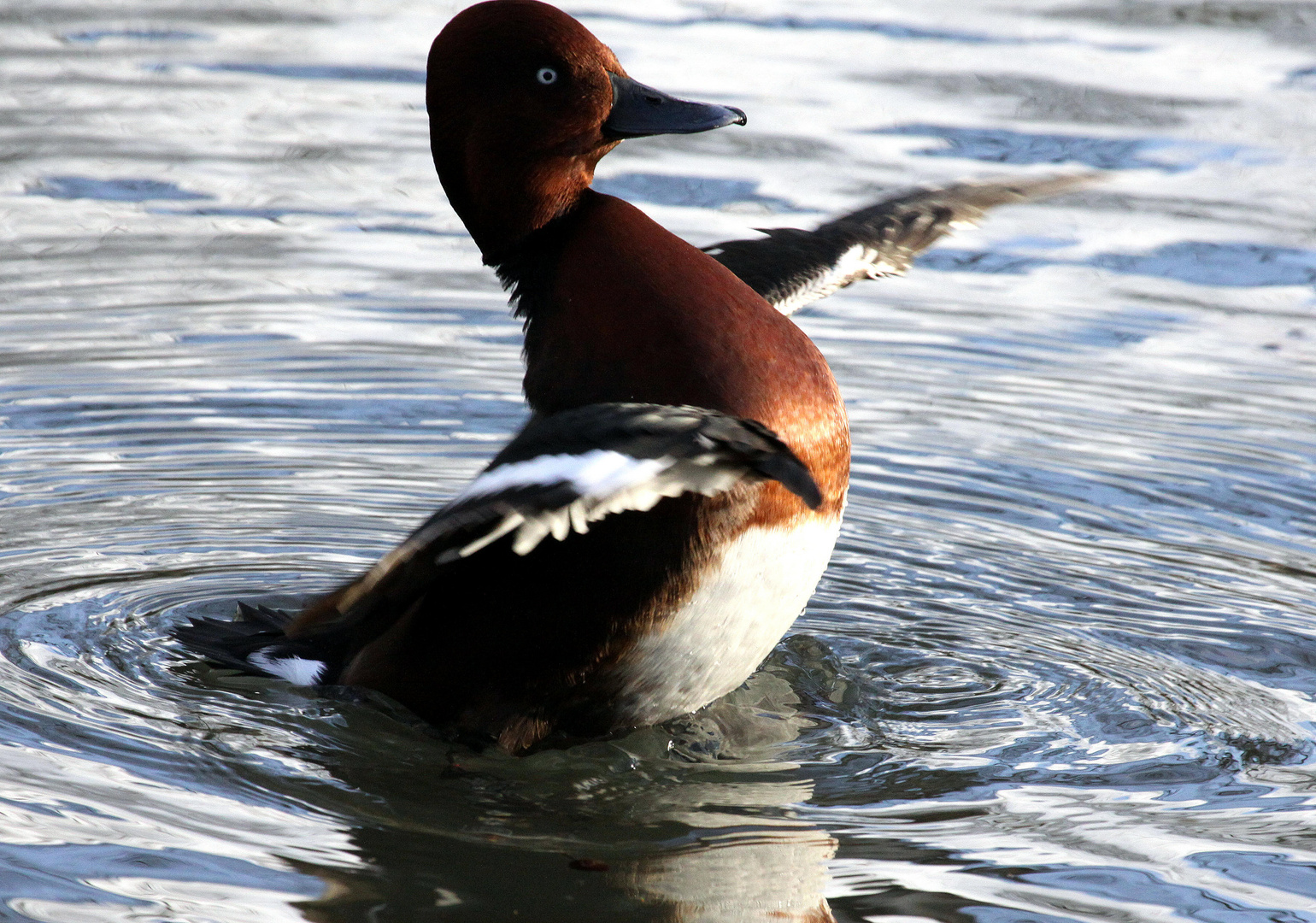 Enten (Moorente) im Weier Tierpark Lange Erlen (Basel)