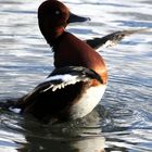 Enten (Moorente) im Weier Tierpark Lange Erlen (Basel)