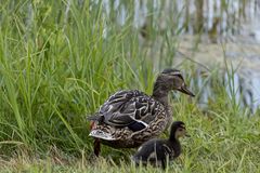 Enten Mutter mit Küken