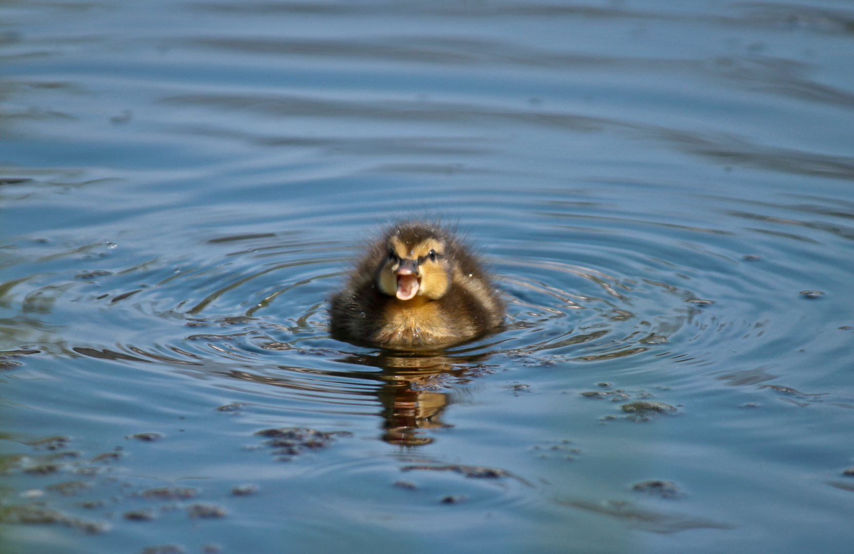 Enten Nachwuchs