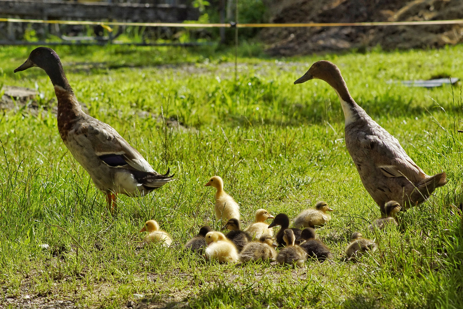 Enten Nachwuchs 1