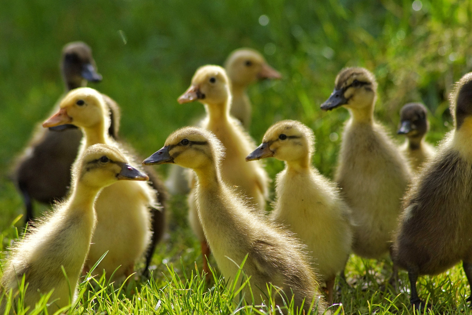 Enten Nachwuchs 2