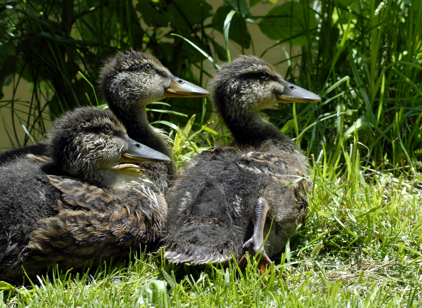 Enten Nachwuchs...