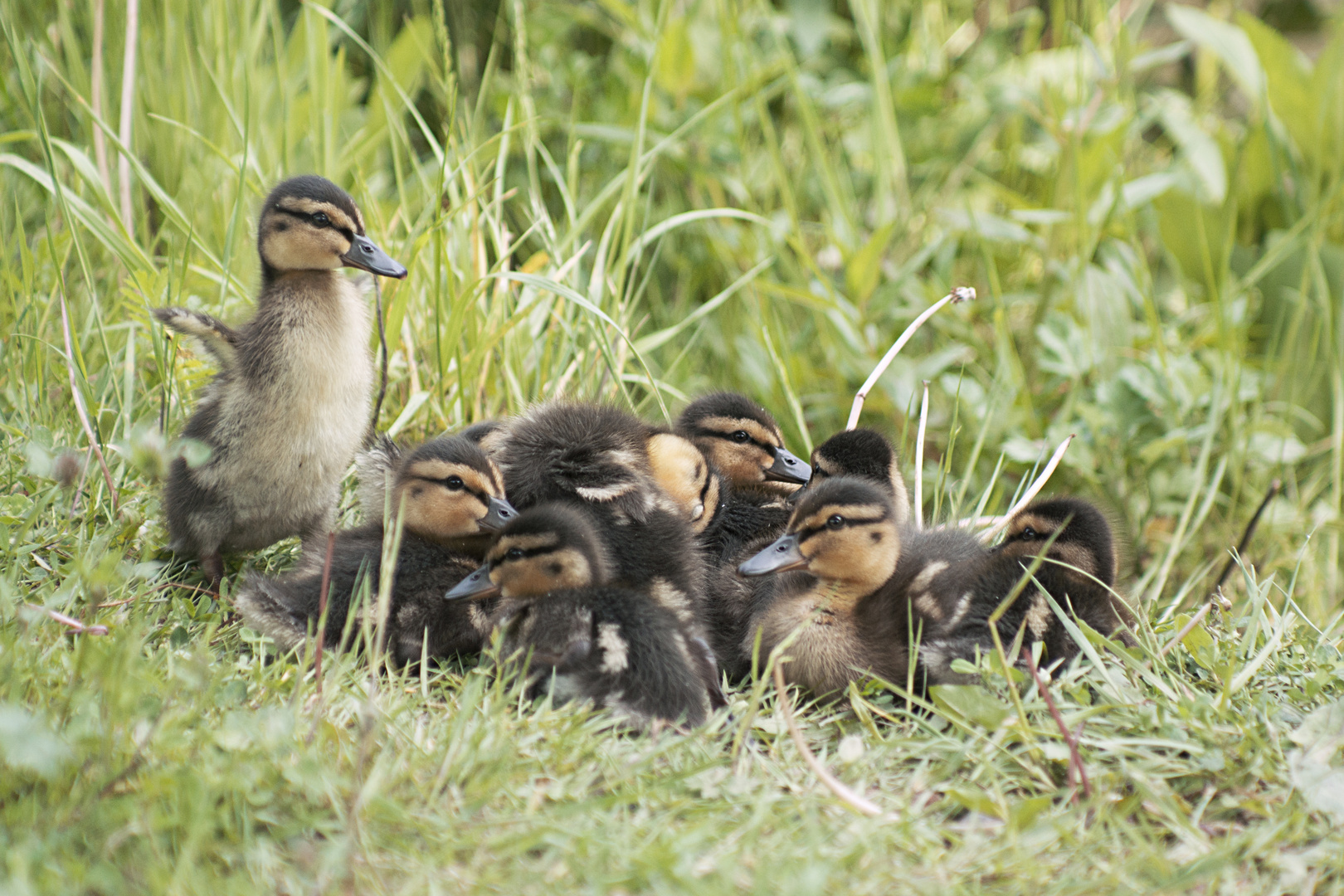 Enten-Nachwuchs