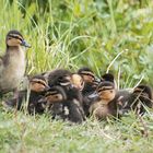 Enten-Nachwuchs