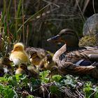 Enten-Nachwuchs