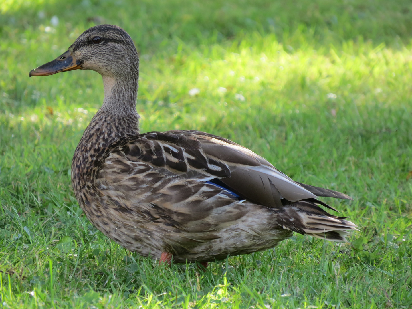 Enten Nahaufnahme