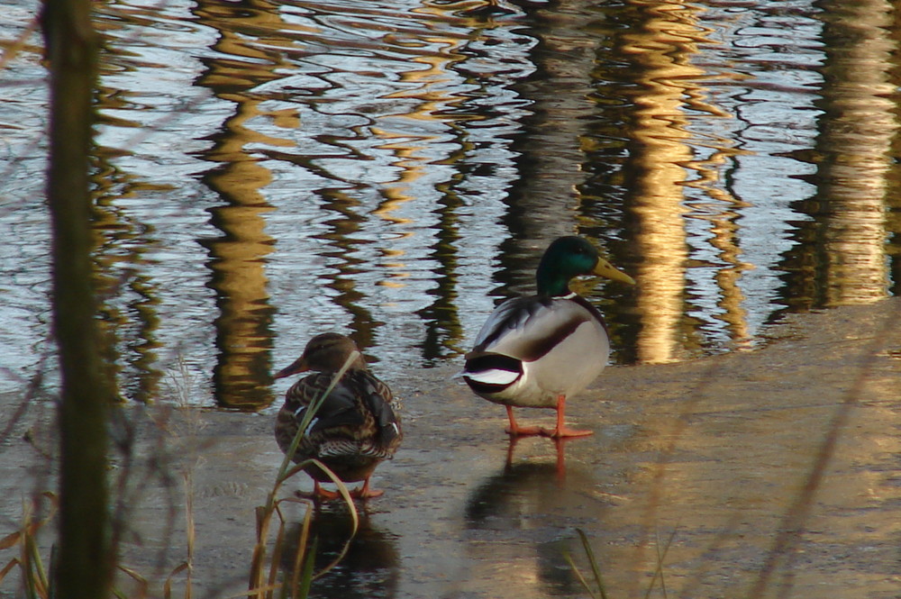 Enten on ice