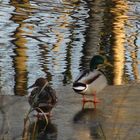 Enten on ice