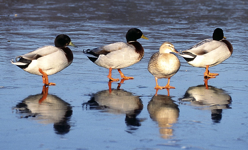 Enten on the rocks