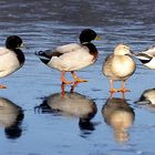 Enten on the rocks