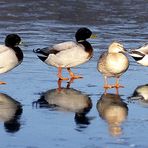 Enten on the rocks