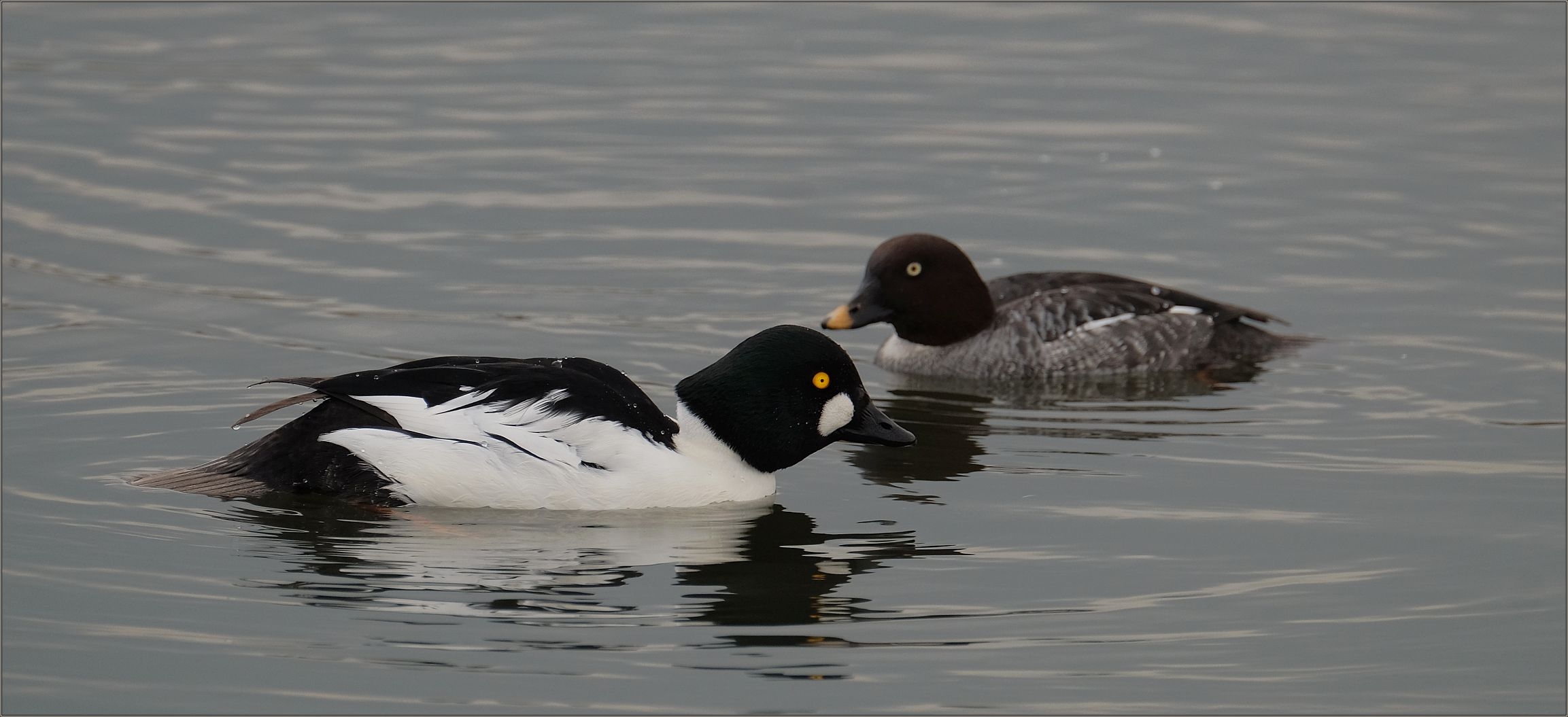 Enten-Paar