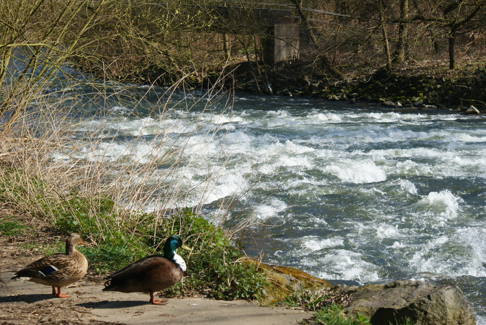 Enten-Paar am sonnigen Mittwoch an einer stromschnelle