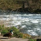 Enten-Paar am sonnigen Mittwoch an einer stromschnelle