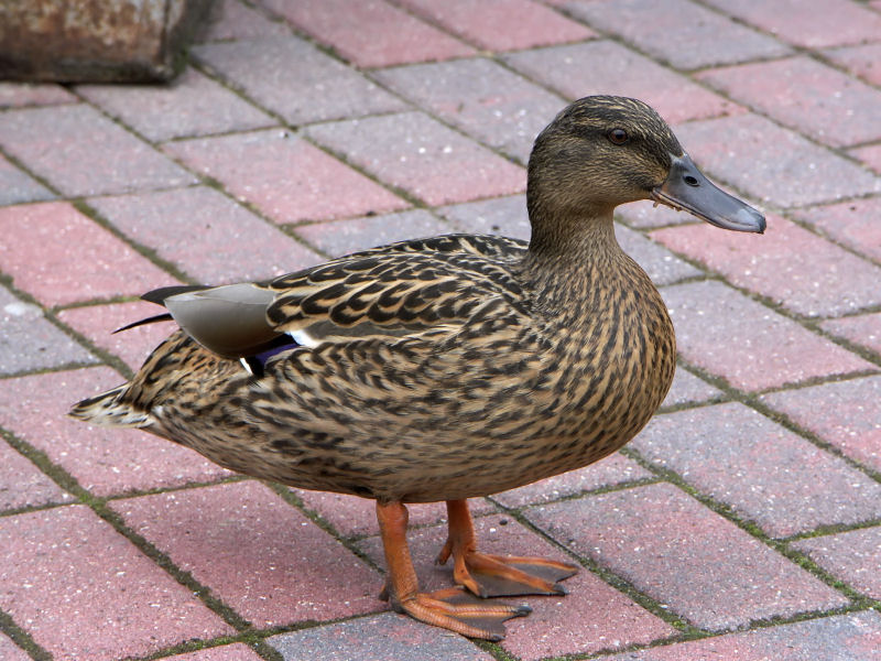 Enten-Paar vor Eisdiele, Teil 1