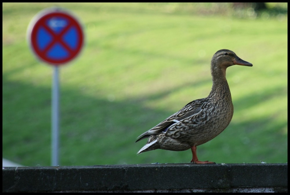 Enten parken ..