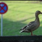 Enten parken ..