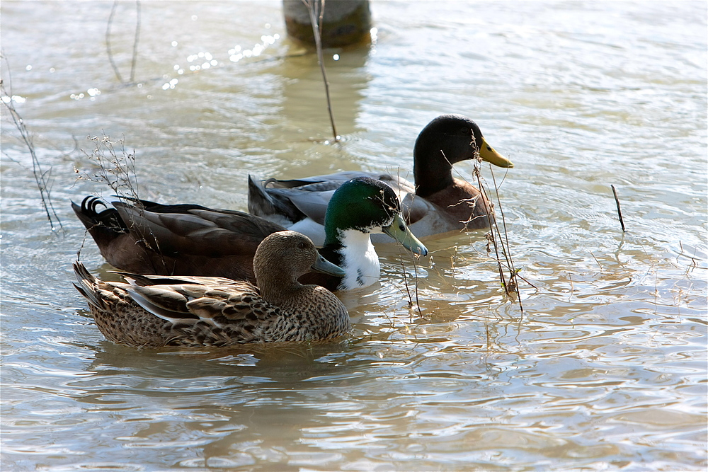 Enten, Patos