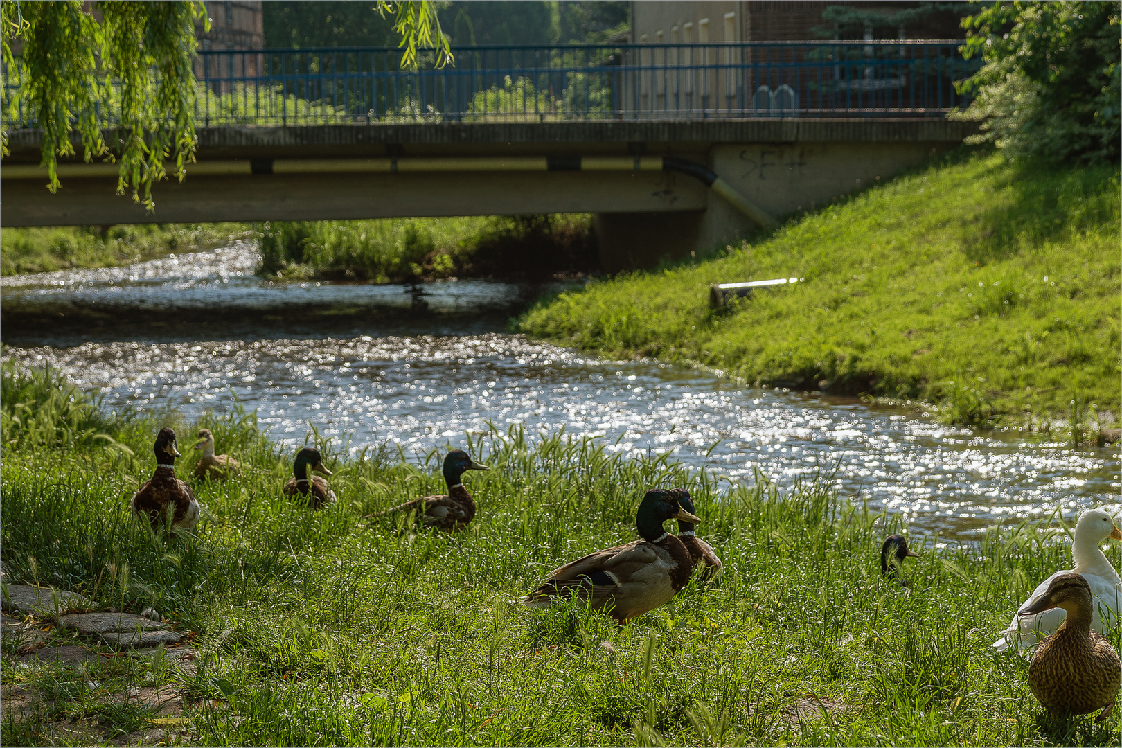 Enten-Picknick am Fluss