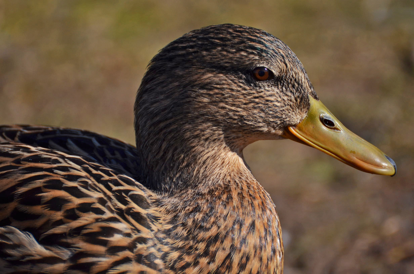 Enten Porträt