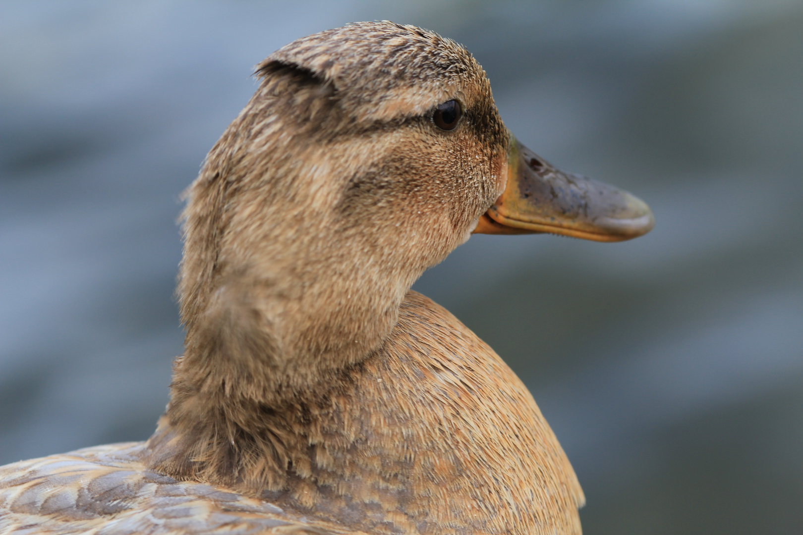 Enten-Porträt