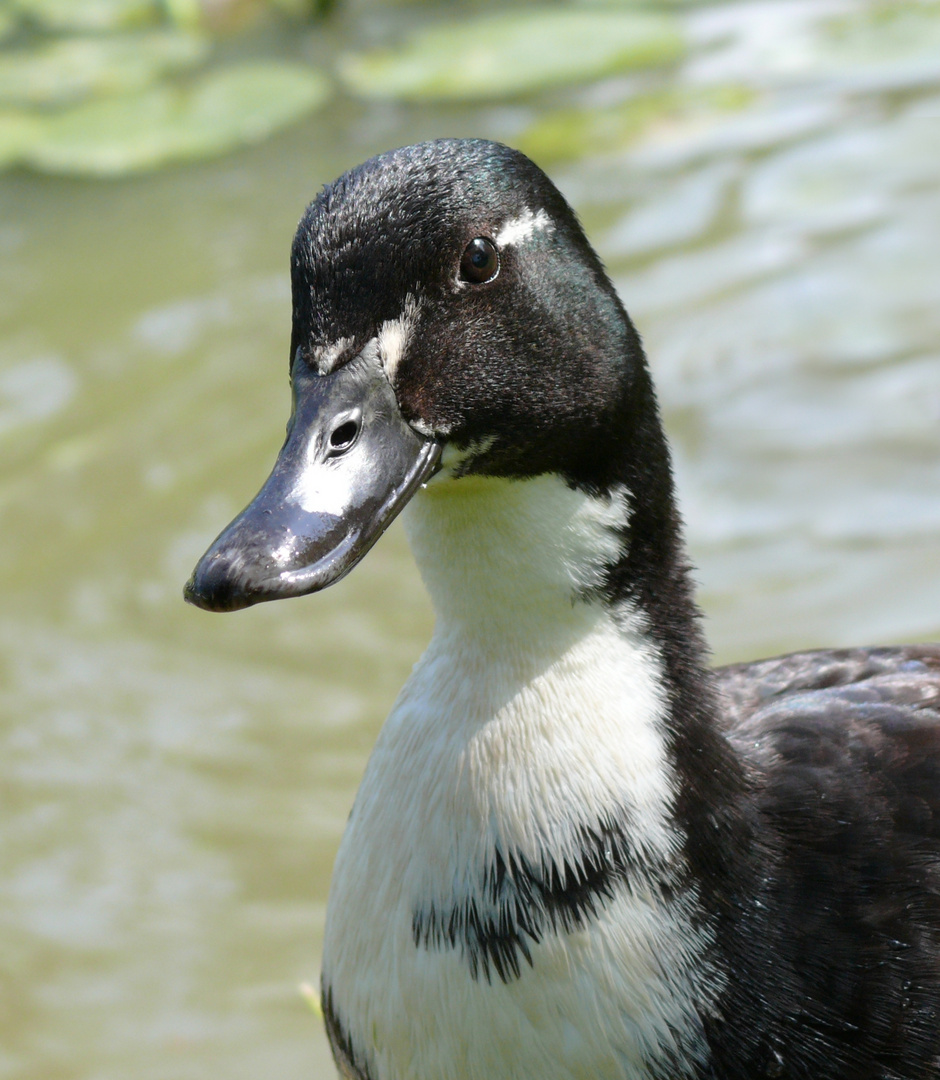 Enten-Portrait