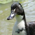 Enten-Portrait