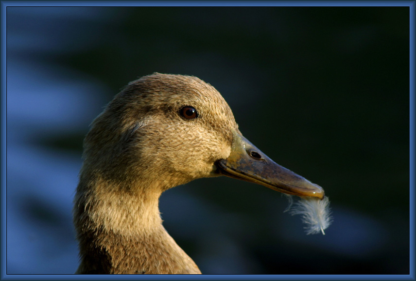 Enten Portrait #2