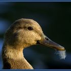 Enten Portrait #2