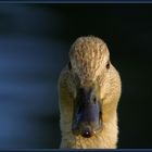 Enten Portrait #3 < - Ich gucke - >