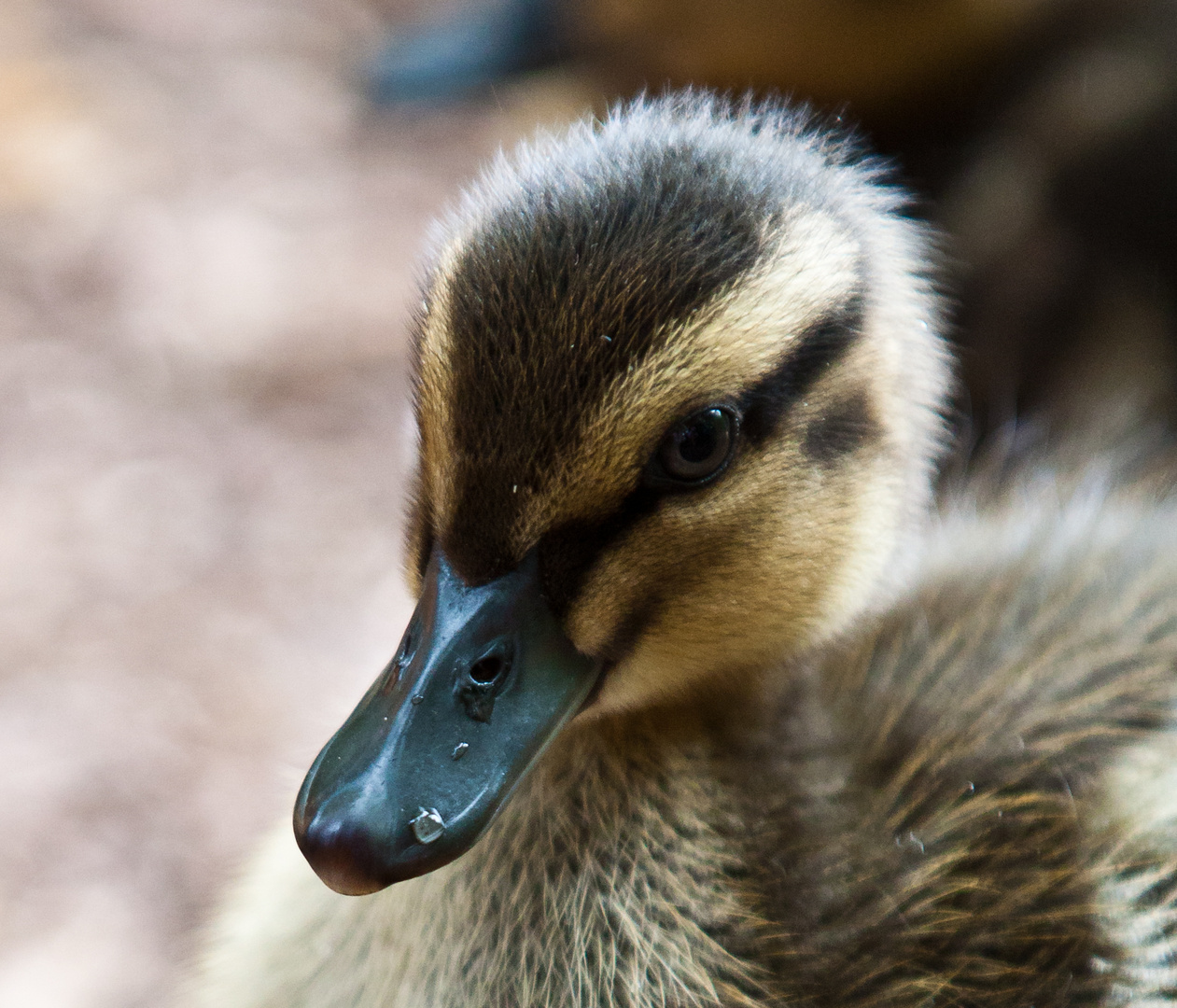 Enten Portrait