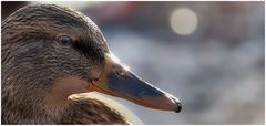 Enten-Portrait