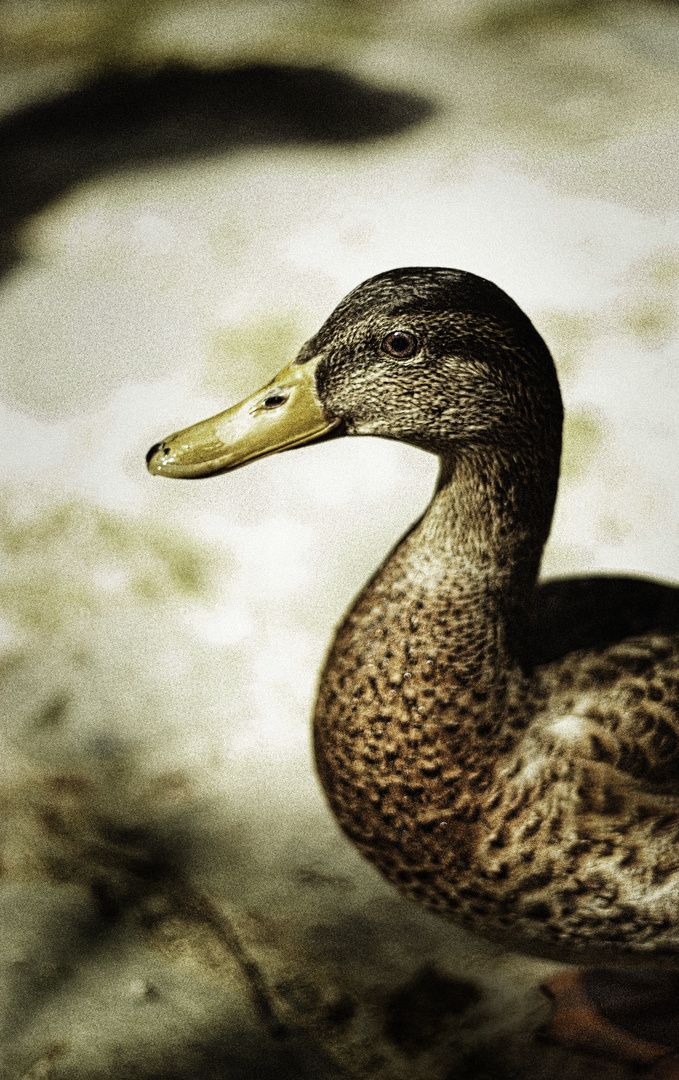 Enten Portrait