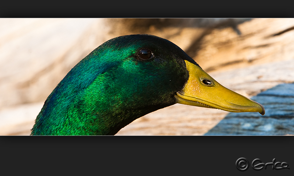 enten portrait